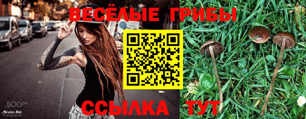 Псилоцибиновые грибы мицелий Курчатов